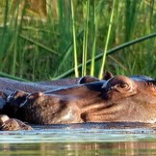 Afbeelding voor PANGEA -  Natuurreis Botswana