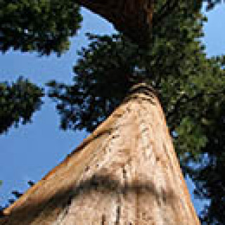 Afbeelding voor Riksja Amerika - Bouwsteen Sequoia