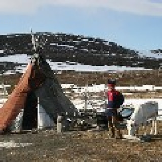 Afbeelding voor Beluga - Noord-Noorwegen natuurreis