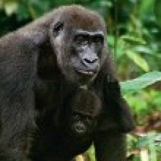 Afbeelding voor All for Nature - Wildlife reis Congo