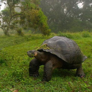 Afbeelding voor Sundowner Wildlife reizen - Galapagos