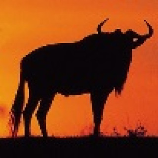 Afbeelding voor Sundowner Wildlife reizen - Tanzania