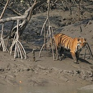 Afbeelding voor Sundowner Wildlife reizen - India