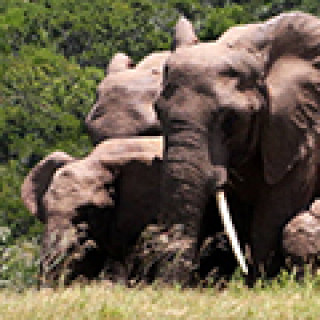 Afbeelding voor Van Verre - Bouwsteen Addo Elephant