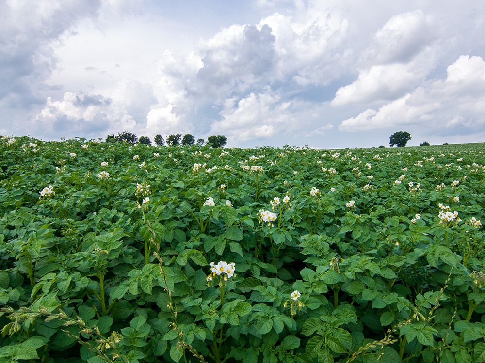 Aardappelveld