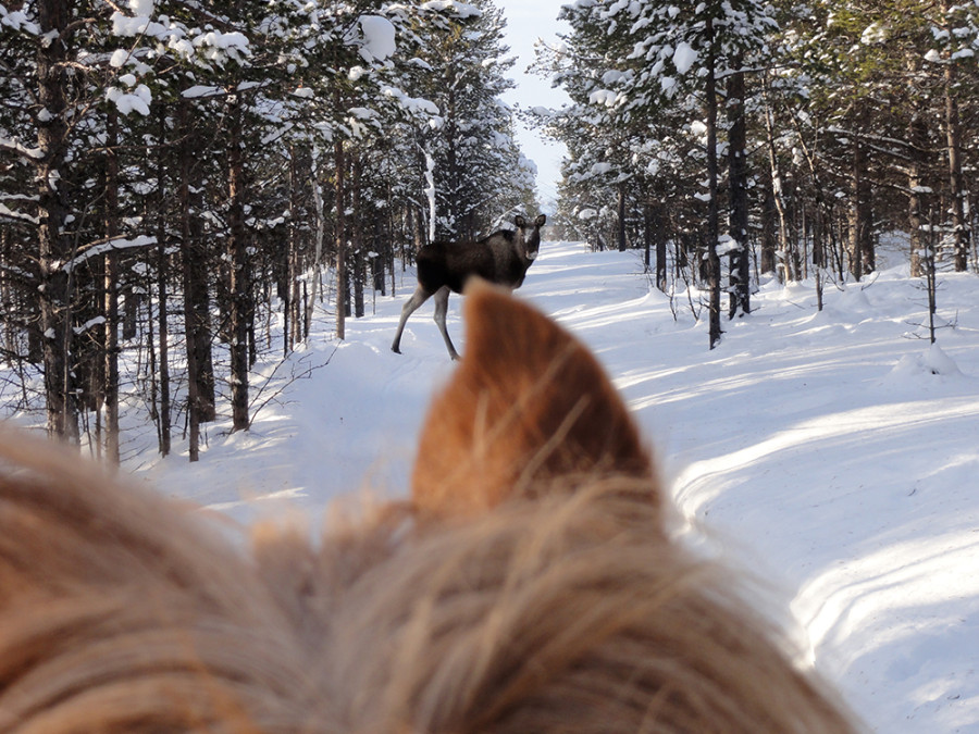 Elanden Zweeds Lapland