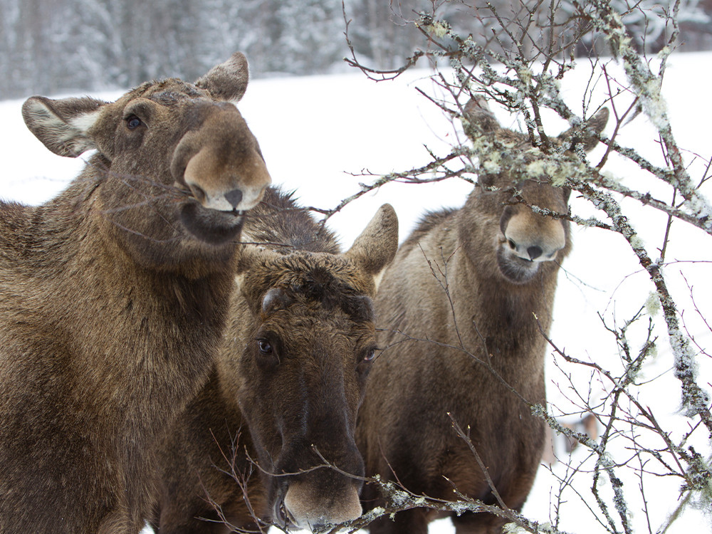 Elanden spotten in Zweeds Lapland