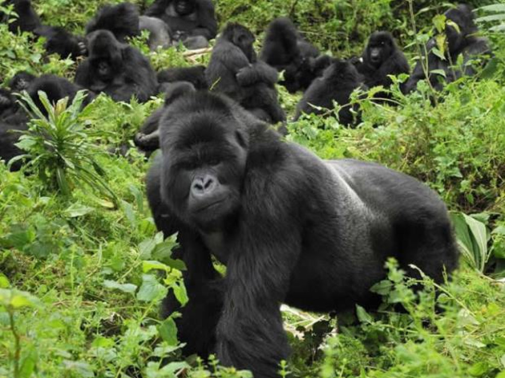 Volcanoes NP Rwanda