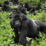 Afbeelding voor Gorillatracking in Volcanoes