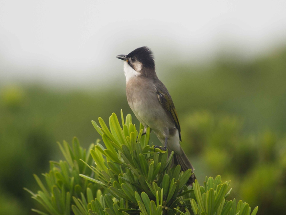 Vogels Taiwan - Styans Buulbuul