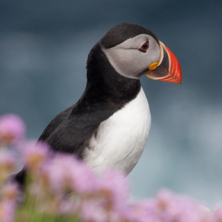 Afbeelding voor Vogels in Schotland