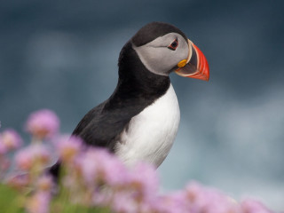 Afbeelding voor Vogels in Schotland