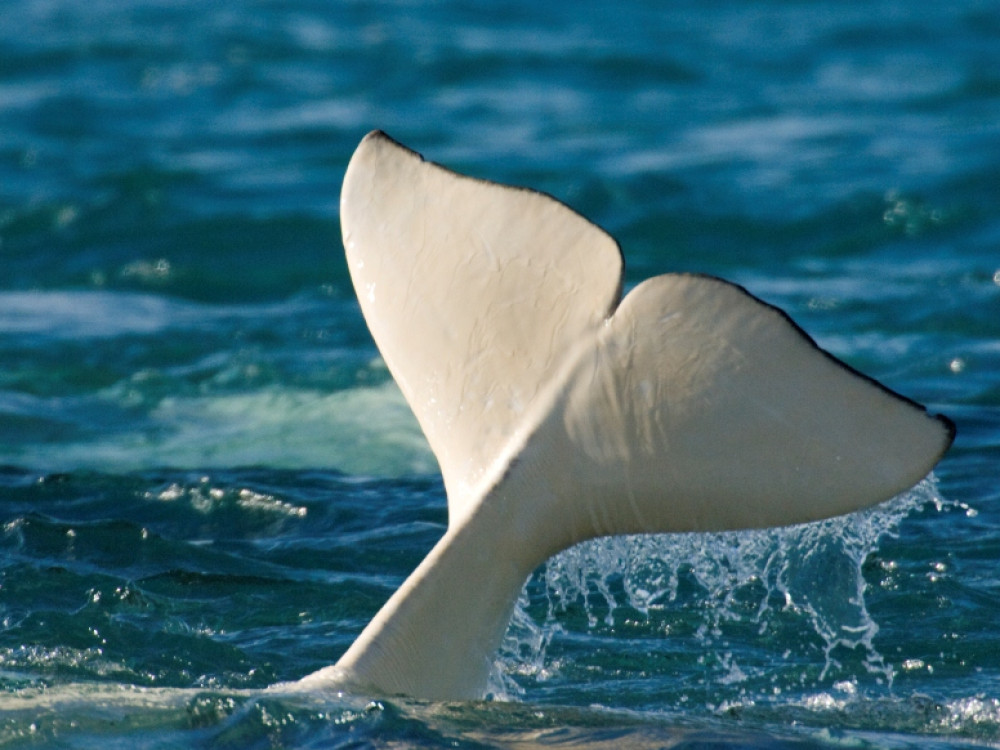 Walvis Cape Cod