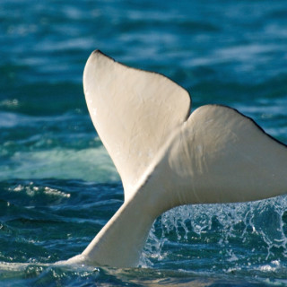 Afbeelding voor Whale watching in Cape Cod