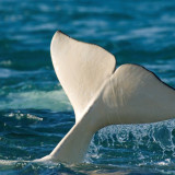 Afbeelding voor Whale watching in Cape Cod