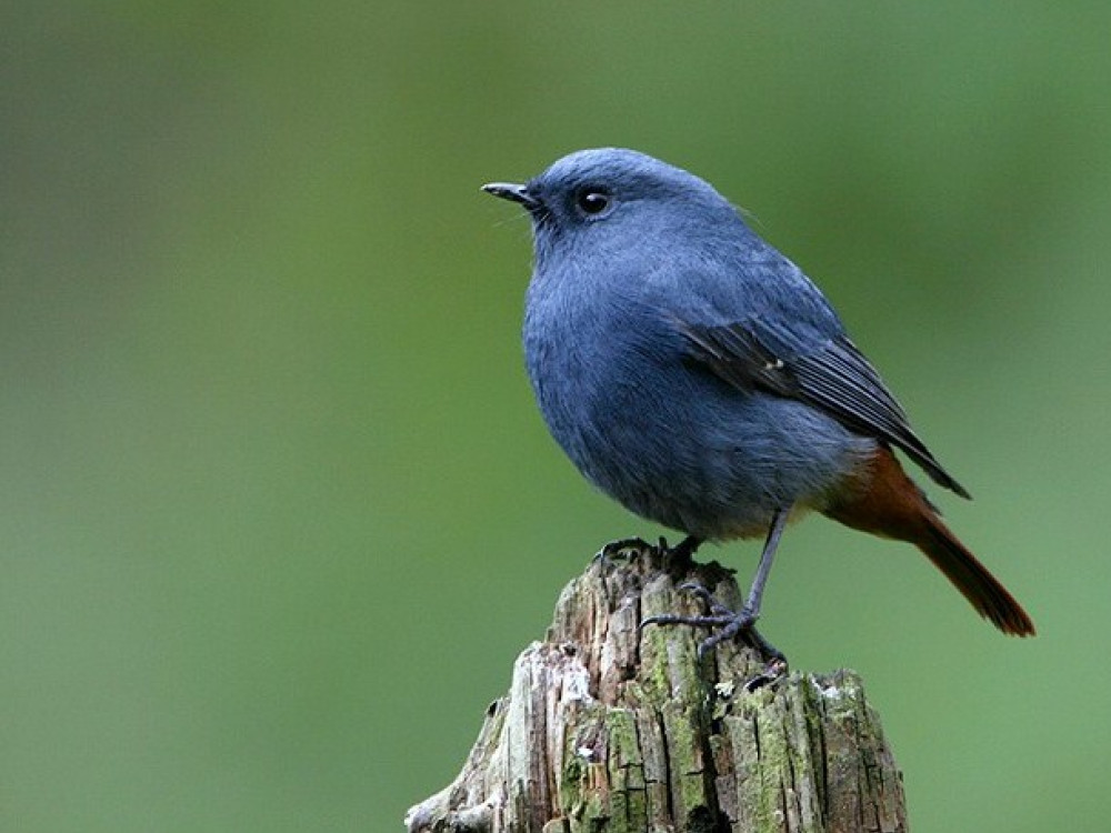 Plumbeous water redstart