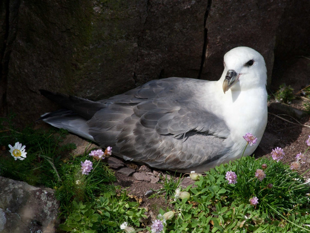 Noordse stormvogel