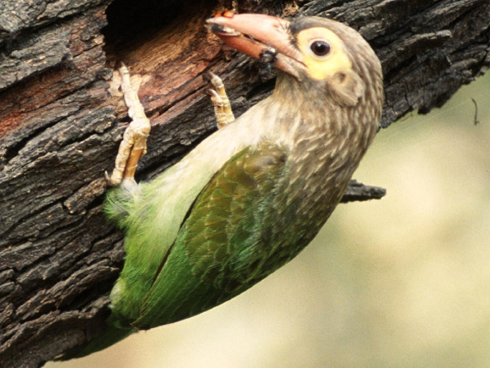 Bruinkopbaardvogel