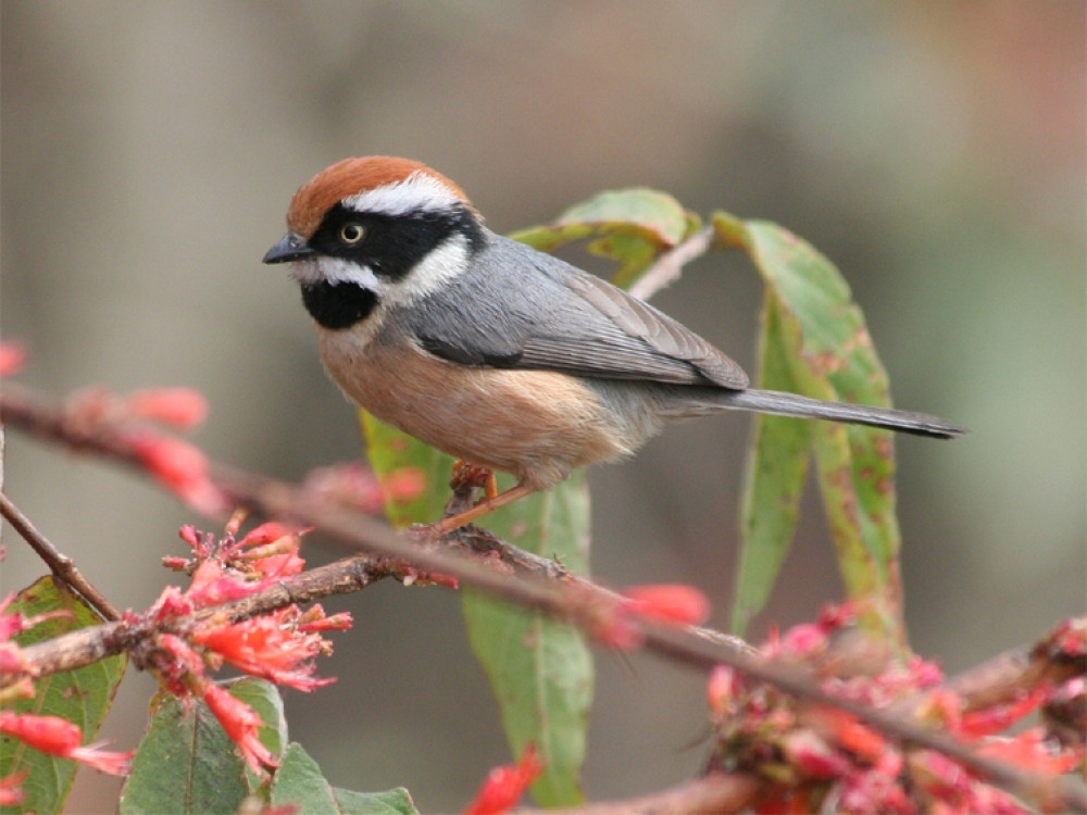 Brown headed tit