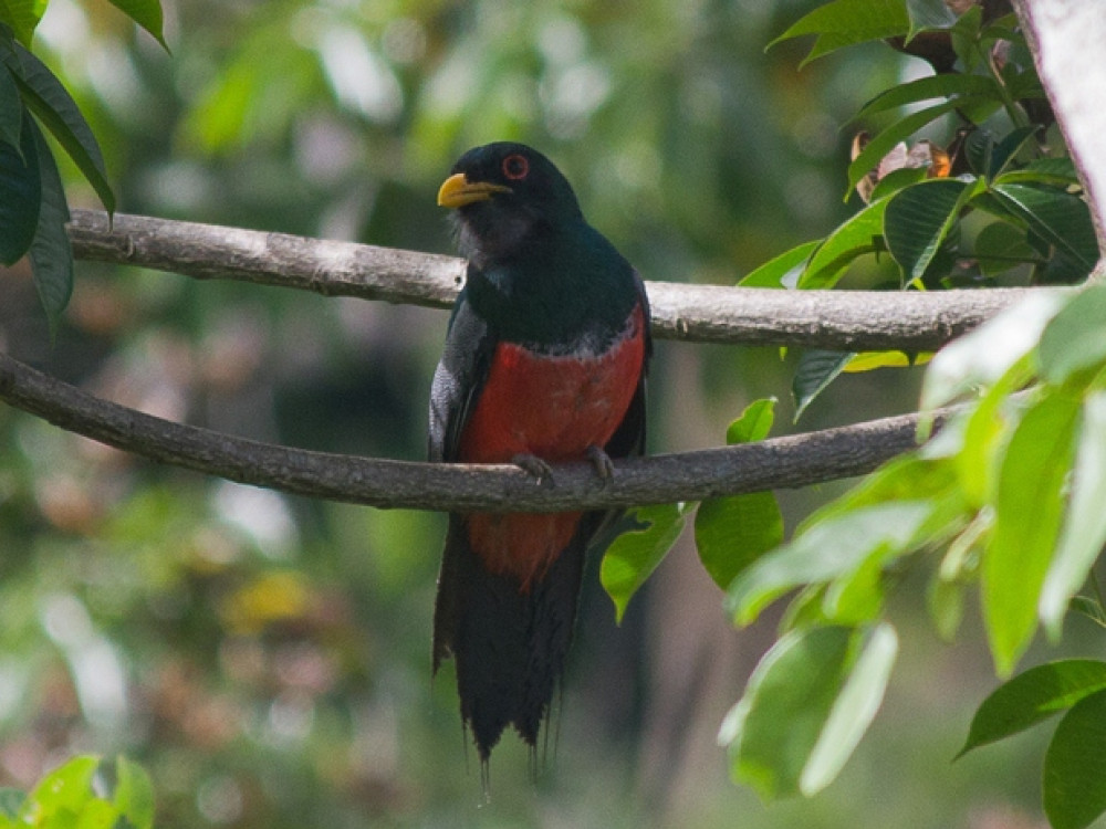 Black tailed trogon