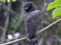 Crested hawk eagle