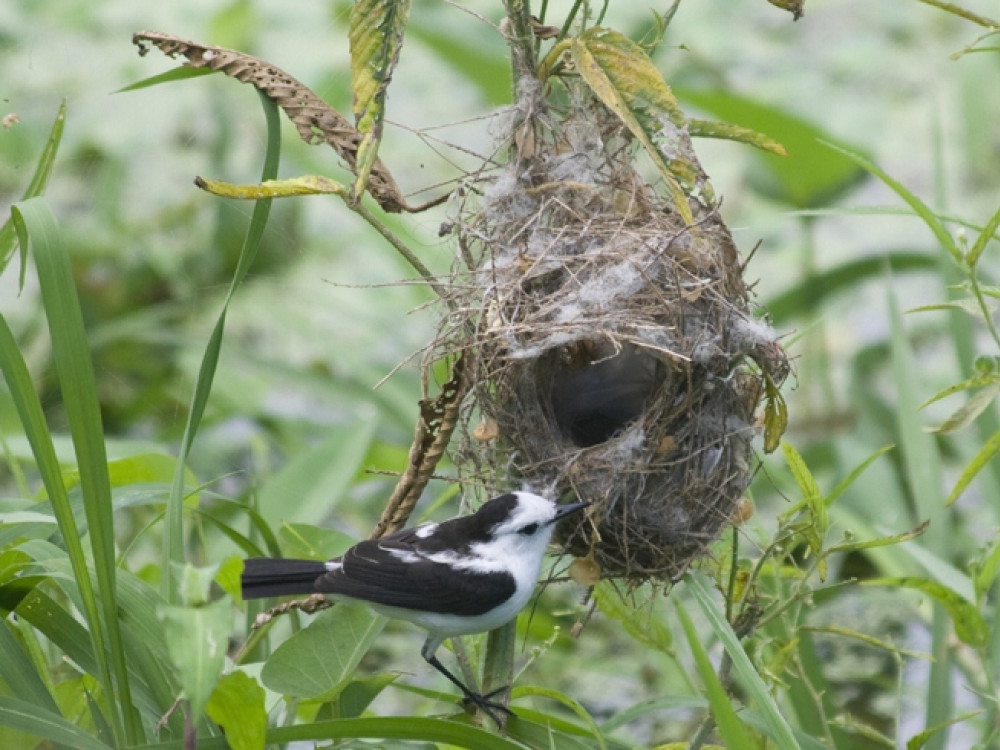 Katoenvogel