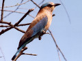 Indische Scharrelaar