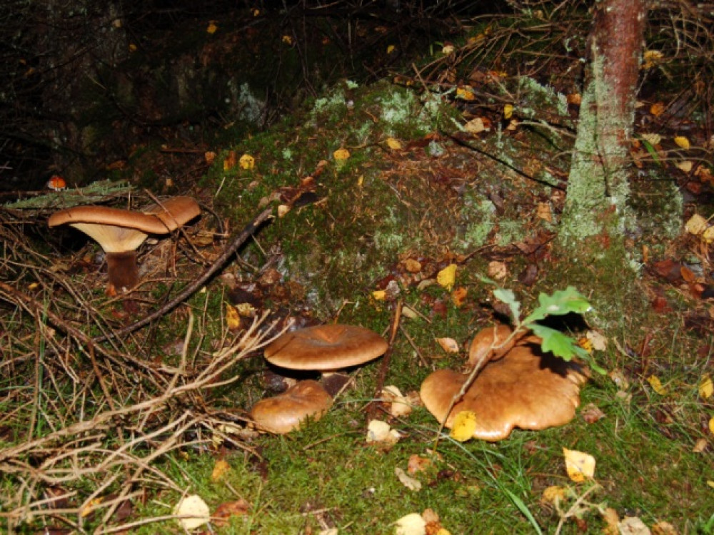 Meer paddestoelen