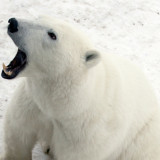 Afbeelding voor IJsberen in Canada