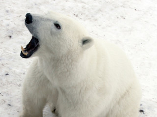 Afbeelding voor IJsberen in Canada
