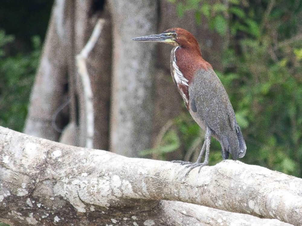 Rufescent Tiger Heron