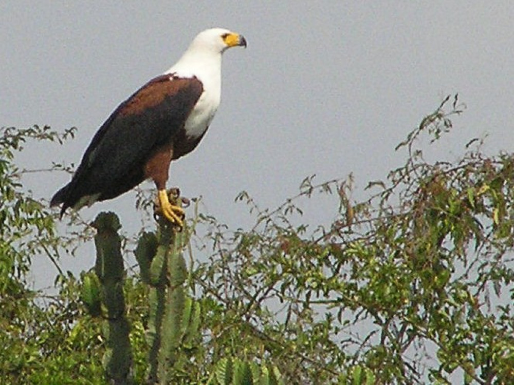 Vogels Oeganda