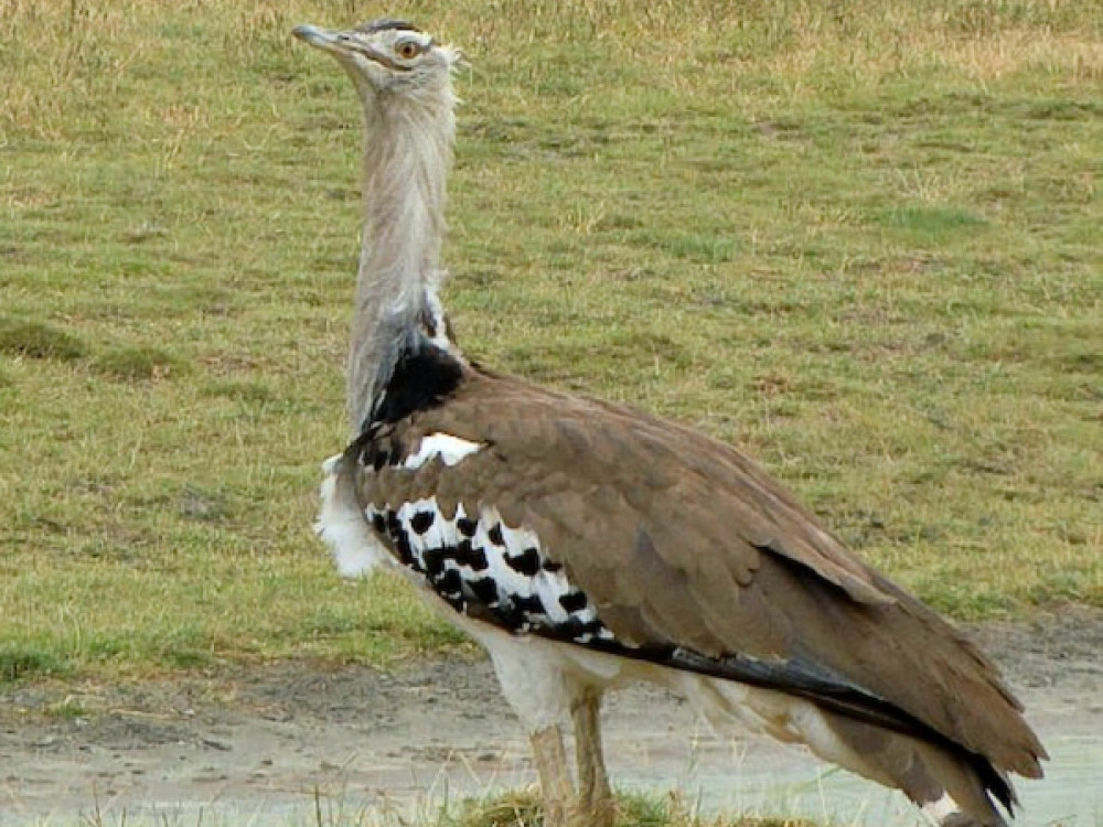 Kor Bustard