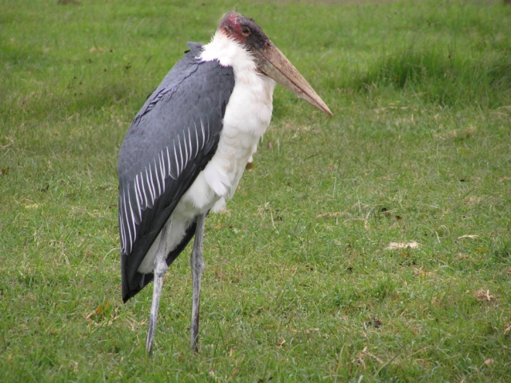 Maraboe Tanzania