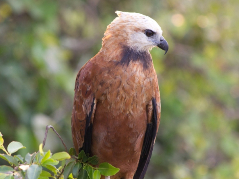 Black collared hawk