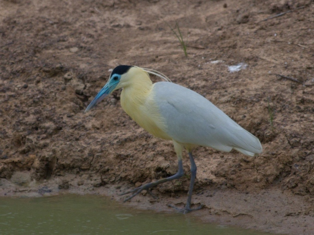 Capped heron