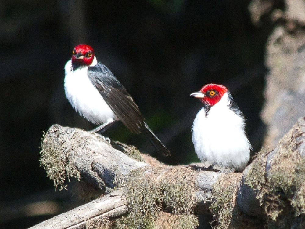 Red-capped Cardinal