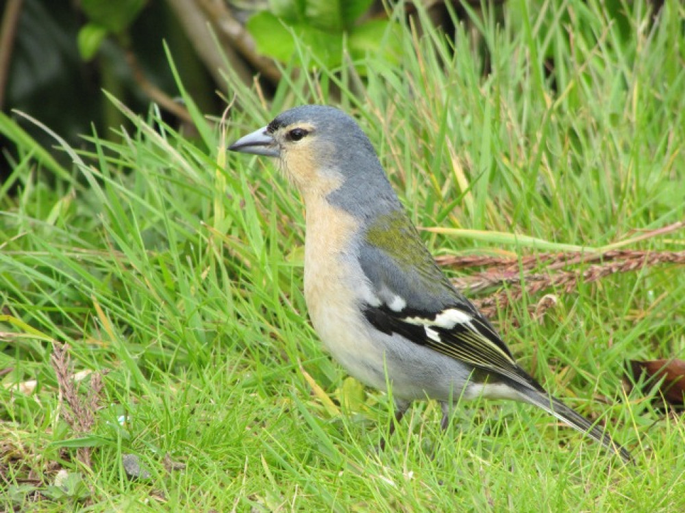 Vogels Azoren