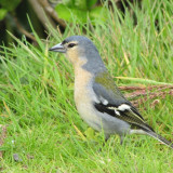 Afbeelding voor Vogels Azoren