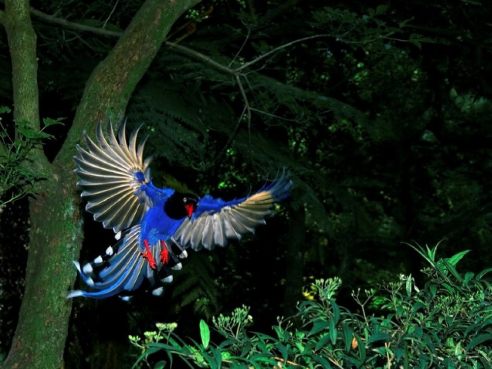 Blue Magpie