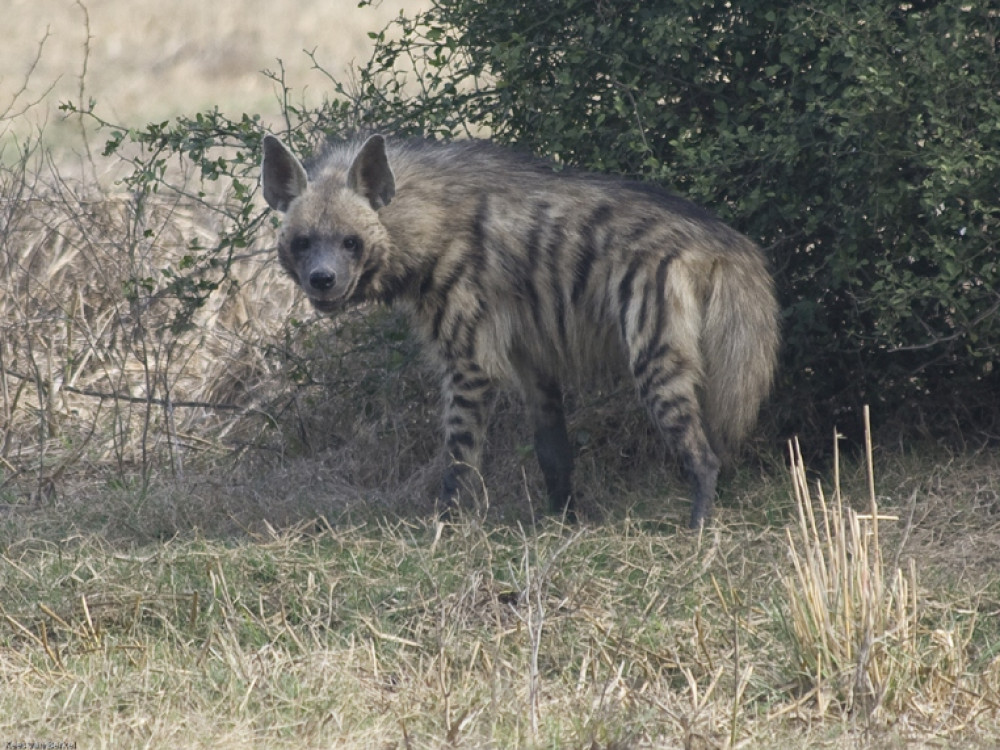 Striped hyena