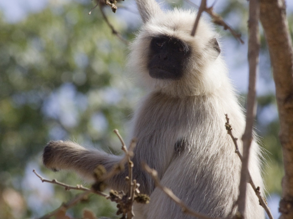 Langur India