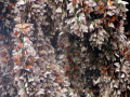 Monarch vlinders