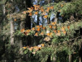 Vlinders Mexico