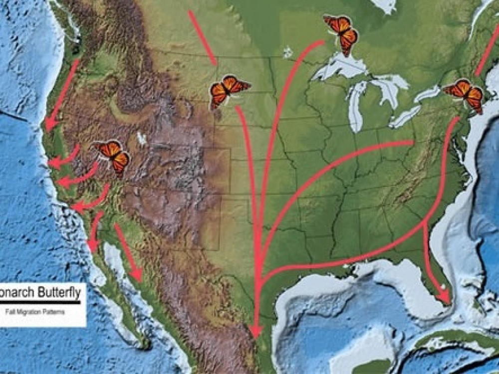 Monarchs route