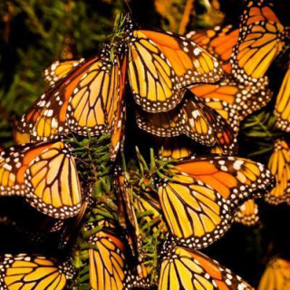 Afbeelding voor Monarchvlinder migratie in Mexico
