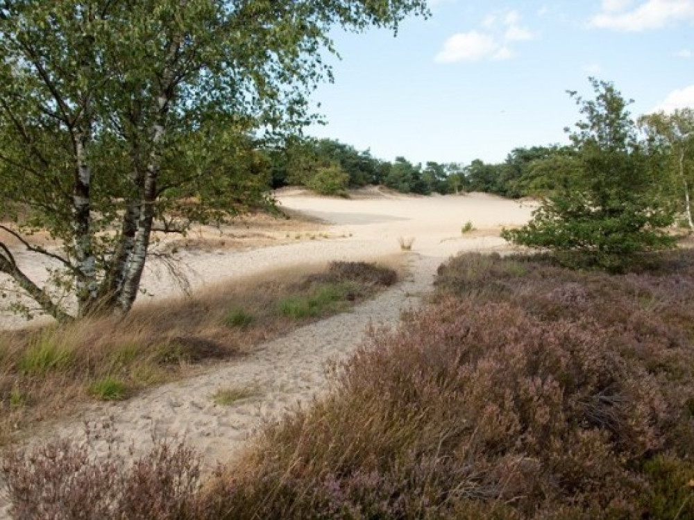 Loonse en Drunense duinen