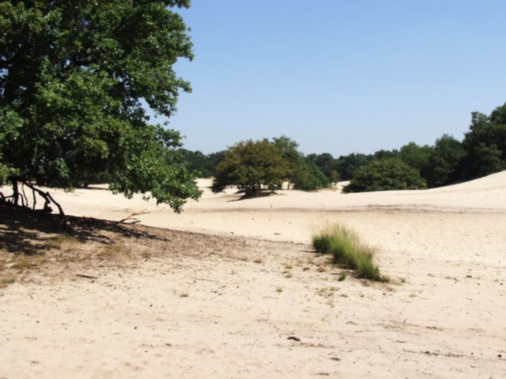 Fietsen Loonse en Drunense Duinen