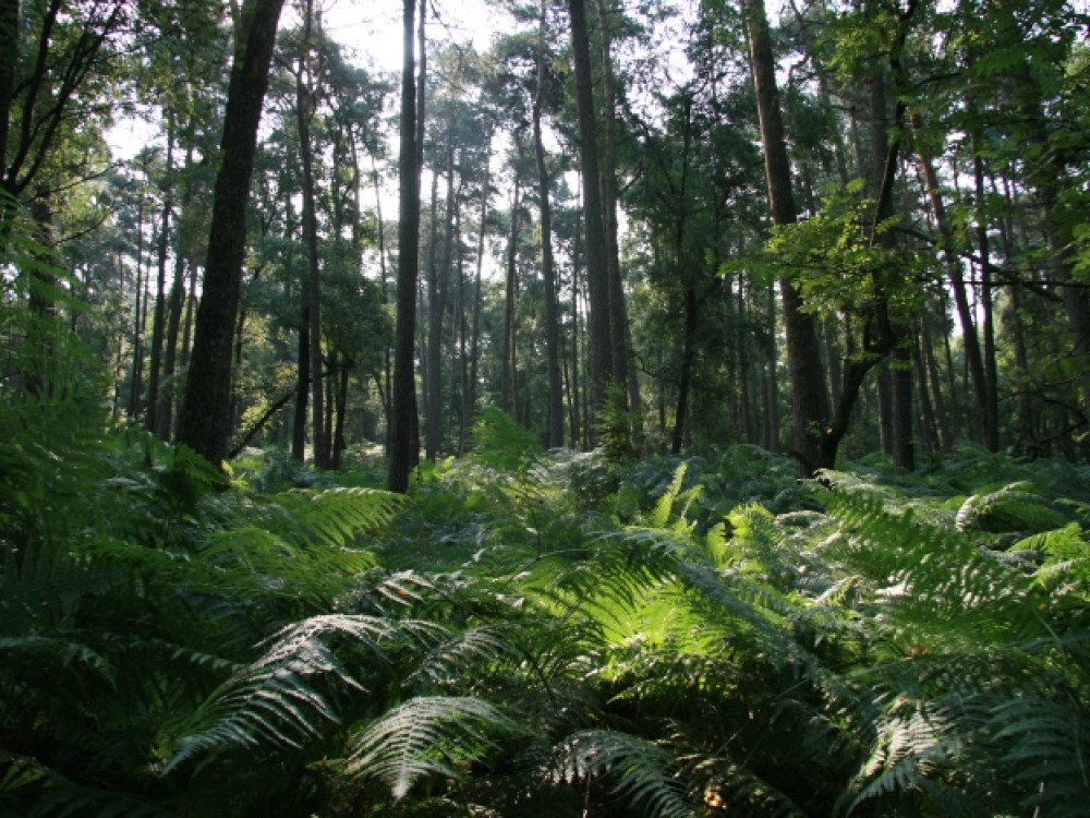 Bossen rond de Posbank