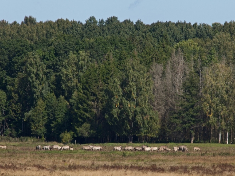 Hollandse paarden in Letland